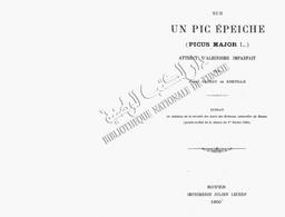 Sur un pic Epeiche (Picus Major L.) atteint d'albinisme imparfait | Gadeau de Kerville, Henri